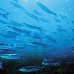 C.A.P. SALENTO - Comunità degli agricoltori e pescatori del Salento